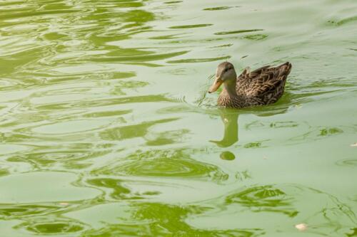 Pato en Chapultepec