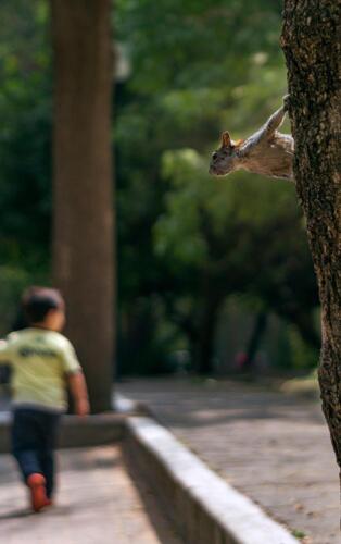 Ardilla en Chapultepec